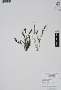 Sisyrinchium tenuifolium image